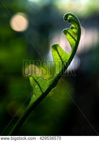 Close-up Freshness Green Leaves Of Oak-leaf Fern On Natural Background