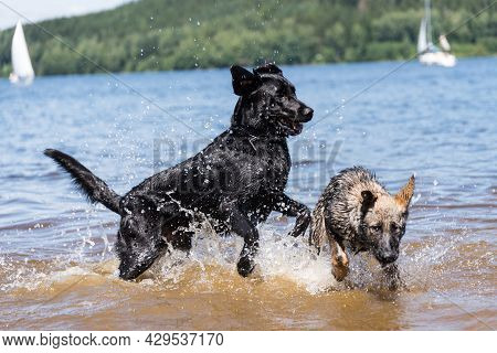 Dogs Play In The Lake And Have Fun In The Water - Dogs Playing