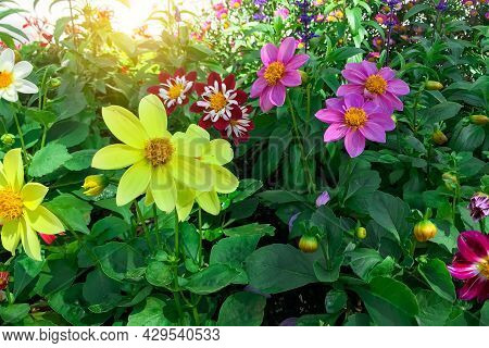 Cluster Of Bright Golden Yellow Swamp Helianthus Angustifolius Sunflowers Blooming In Spring Season