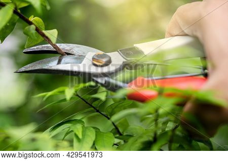 Asian Gardener Pruning Shears Tree To Cut Branches On Plant Nature. Hobby Planting Home Garden.