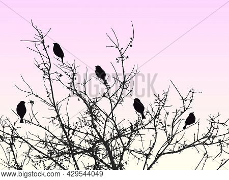 Image Of Silhouettes Sparrows Sitting On Tree Branches In Cold Frozy Morning