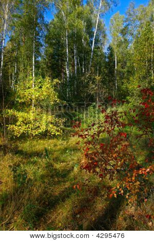 Forest