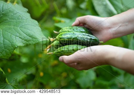 Female Farmer Hands With Young Cucumbers At Farm Greenhouse. Organic Farming, Local Biofarm, Sustain