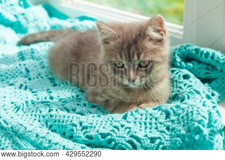 Cute Gray Kitten With Legs Tranked Sits On The Windowsill On A Blue Shawl.