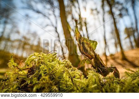 The Ghost Mantis (phyllocrania Paradoxa) In The Forest On The Moss, Looking Into The Camera. Wide An