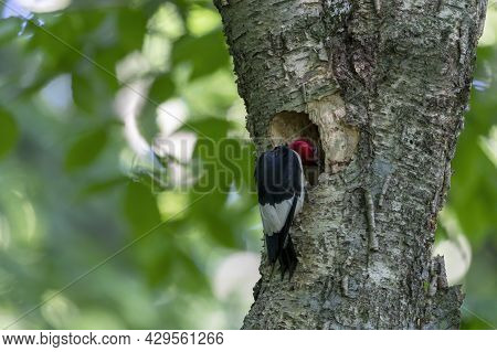 The Red-headed Woodpecker (melanerpes Erythrocephalus)  Bringing Food For Young  Into The Nesting Ca