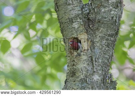 The Red-headed Woodpecker (melanerpes Erythrocephalus)  Bringing Food For Young  Into The Nesting Ca