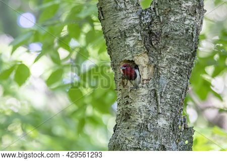 The Red-headed Woodpecker (melanerpes Erythrocephalus)  Bringing Food For Young  Into The Nesting Ca