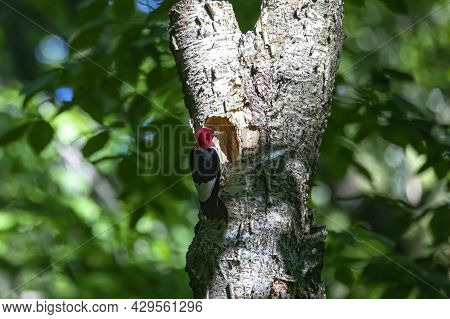 The Red-headed Woodpecker (melanerpes Erythrocephalus)  Bringing Food For Young  Into The Nesting Ca