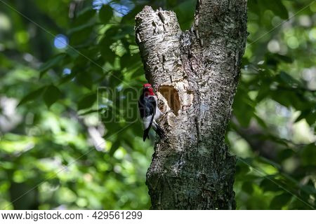 The Red-headed Woodpecker (melanerpes Erythrocephalus)  Bringing Food For Young  Into The Nesting Ca