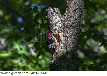The Red-headed Woodpecker (melanerpes Erythrocephalus)  Bringing Food For Young  Into The Nesting Ca