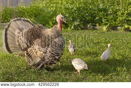 An Adult Turkey With Little Turkeys Poults Graze On The Grass On A Sunny Day. Turkey With Chicks. Tu