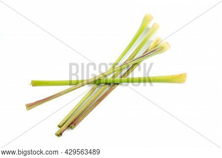 Isolated Lemongrass Melissa. Fresh Lemongrass On White Background.