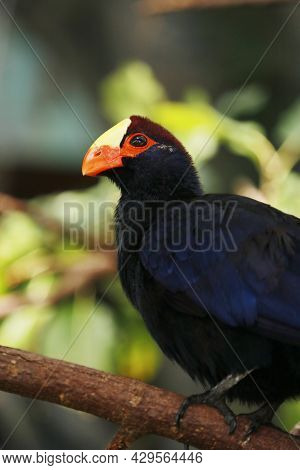 The Violet Turaco Bird, Also Known As The Violaceous Plantain Eater,is A Large Turaco, A Group Of Af