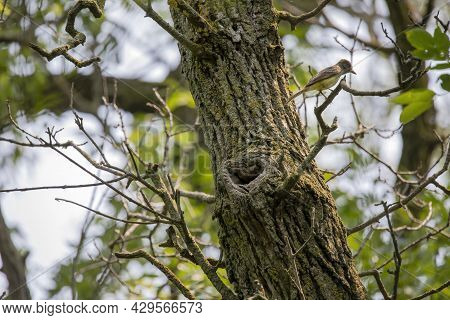 Great Crested Flycatcher (myiarchus Crinitus) During Nesting
