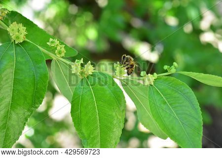 Jojoba Blooming  Tree Flowers