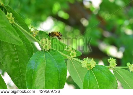 Jojoba Blooming  Tree Flowers
