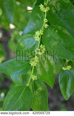 Jojoba Blooming  Tree Flowers