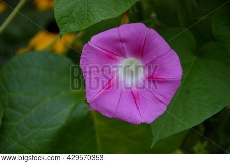 Ipomaya Or Bindweed Flower (latin: Ipomoea) – Genus Of Plants In The Family Bindweed (latin. Convolv