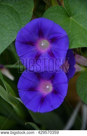 Ipomaya Or Bindweed Flower (latin: Ipomoea) – Genus Of Plants In The Family Bindweed (latin. Convolv