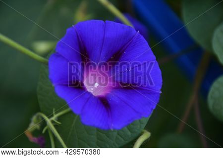 Ipomaya Or Bindweed Flower (latin: Ipomoea) – Genus Of Plants In The Family Bindweed (latin. Convolv