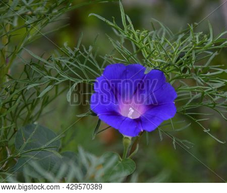 Ipomaya Or Bindweed Flower (latin: Ipomoea) – Genus Of Plants In The Family Bindweed (latin. Convolv