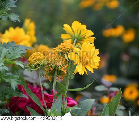 Yellow Flower Heliopsis (latin. Heliopsis)