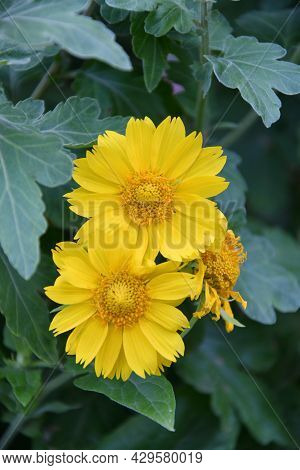 Yellow Flower Heliopsis (latin. Heliopsis)