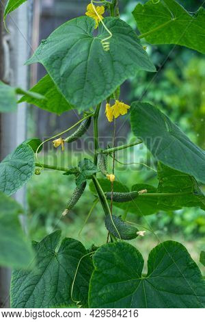 Growing Cucumbers In A Greenhouse, Many Small Cucumber Fruits Hanging On A Branch. Vertical Photogra