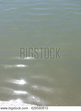 Glare On Water In City Park Pond At Dry Sunny Summer Day