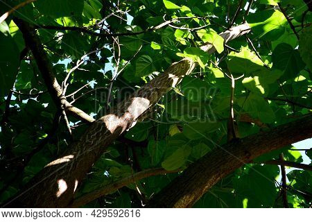 Common Names Princess Tree, Empress Tree, Or Foxglove-tree, Is A Deciduous Hardwood Tree