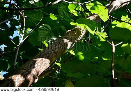 Common Names Princess Tree, Empress Tree, Or Foxglove-tree, Is A Deciduous Hardwood Tree