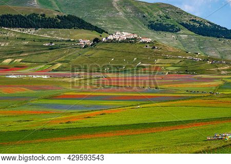 Lentil Flowering With Poppies And Cornflowers In Castelluccio Di Norcia, National Park Sibillini Mou