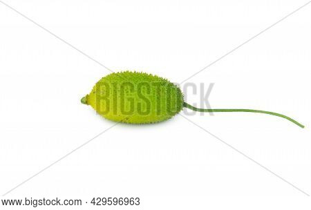 Fresh Organic Green Spiny Gourd On Isolated White Background