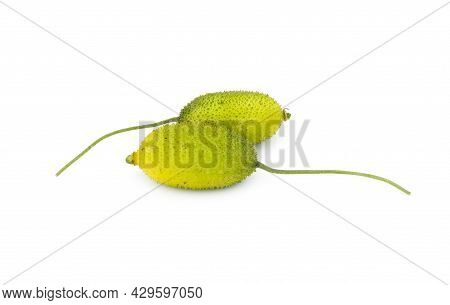 Two Young Green Spiny Gourds On Isolated White Background