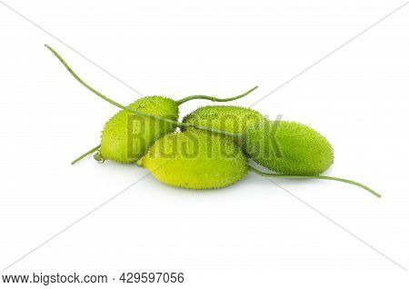 A Bunch Of Young Spiny Gourds On An Isolated White Background