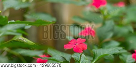 Impatiens Balsamina, Commonly Known As Balsam, Garden Balsam, Rose Balsam, Touch-me-not Or Spotted S