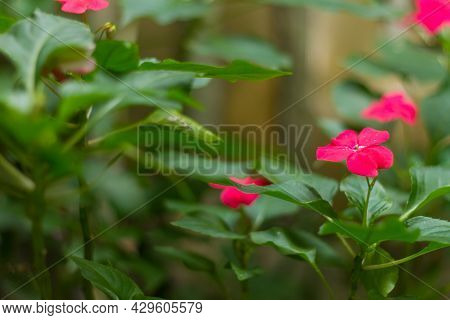 Impatiens Balsamina, Commonly Known As Balsam, Garden Balsam, Rose Balsam, Touch-me-not Or Spotted S