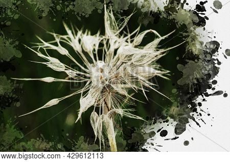 Close-up Of Goatweed Or Tragopogon Seeds. Wet Blowball Of Meadow Salsify After Rain. Digital Waterco
