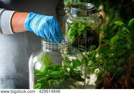 Caring for plants. Woman putting a small new plant for her forest in a jar with moss and green plants, a trendy concept in recent years. Bonsai nearby.