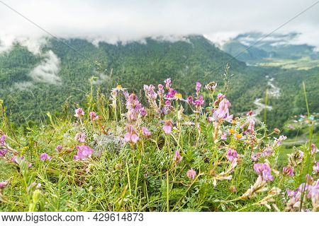 Vacation Landscape. Russian Altai Mountains. Multa Region. Meadow With Pink Flowers. Holiday At Home
