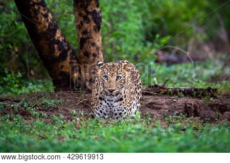Wild Leopard Or Panther Standing In Natural Monsoon Green Background In Wildlife Safari At Forest Of