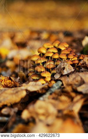 Group Of Wild Yellow Mushrooms Bonnet Mycena Renati Growing On The Tree Stump.
Many Dangerous Inedib