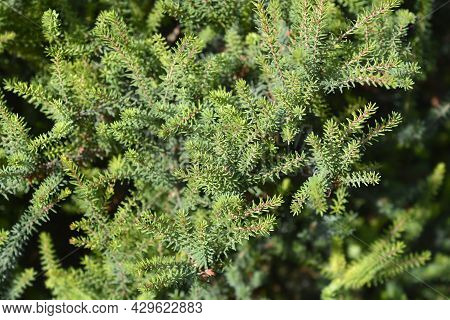 Darley Dale Heath Leaves - Latin Name - Erica * Darleyensis Darley Dale