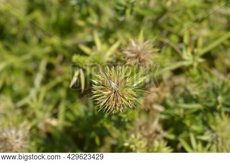 Caucasian Crosswort Seed Head - Latin Name - Phuopsis Stylosa