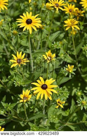 Deams Coneflowers - Latin Name - Rudbeckia Fulgida Var. Deamii (syn. Rudbeckia Deamii)