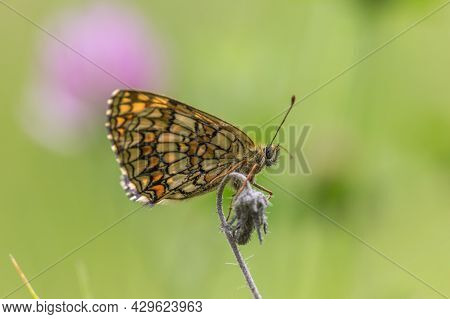 Heath Fritillary (melitaea Athalia)