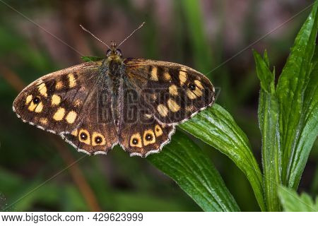 Speckled Wood Butterfly (pararge Aegeria)