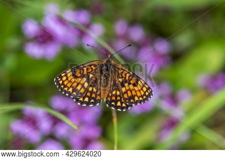 Heath Fritillary (melitaea Athalia)