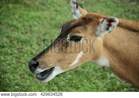 Head Of Nilgau Antelope Close-up In Profile On Green Grass Background In A Zoo In An Open Enclosure 